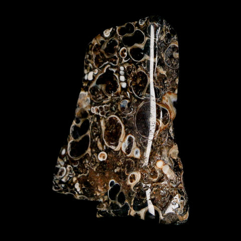 1.8" Polished Cut Slab Of Fossil Turritella Shells Eocene Age Wyoming Gastropod Shells - Fossil Age Minerals