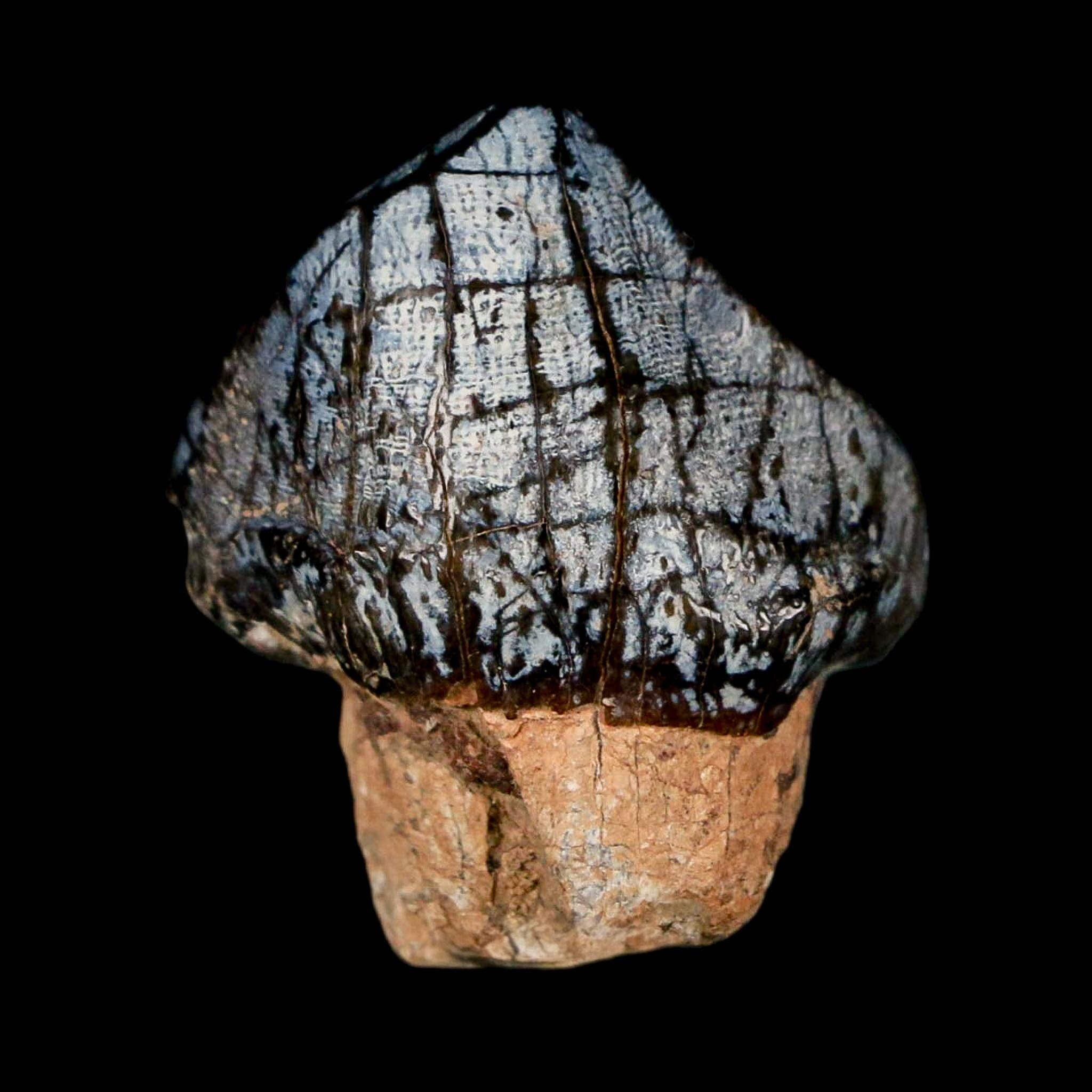 1.3" Coryphodon Fossil Tooth Willwood Formation Big Horn County Wyoming Stand - Fossil Age Minerals