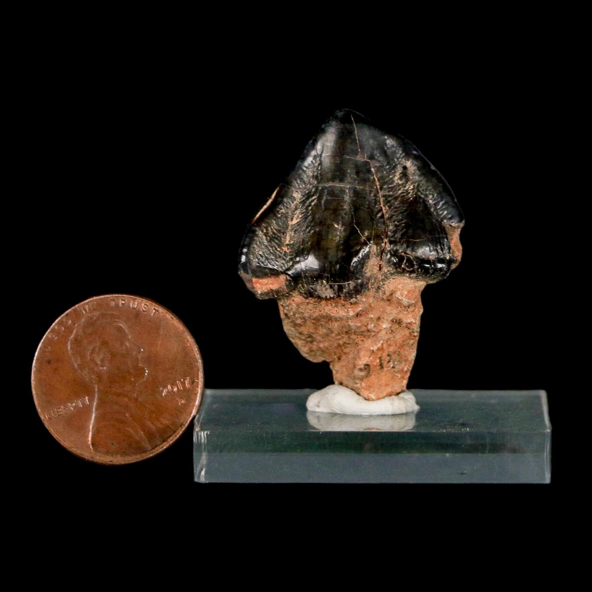 1.3" Coryphodon Fossil Tooth Willwood Formation Big Horn County Wyoming Stand - Fossil Age Minerals