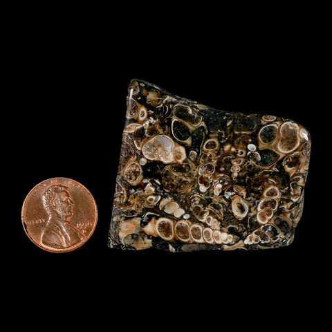 1.8" Polished Cut Slab Of Fossil Turritella Shells Eocene Age Wyoming Gastropod Shells - Fossil Age Minerals