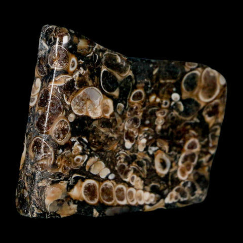1.8" Polished Cut Slab Of Fossil Turritella Shells Eocene Age Wyoming Gastropod Shells - Fossil Age Minerals