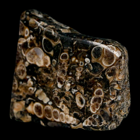 1.8" Polished Cut Slab Of Fossil Turritella Shells Eocene Age Wyoming Gastropod Shells - Fossil Age Minerals