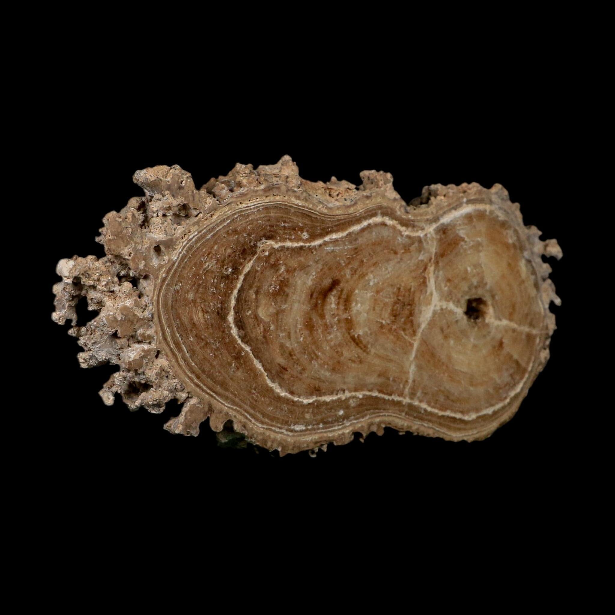 4.8" Aragonite Stalactite Slice Cave Calcite Crystal Mineral Specimen Morocco