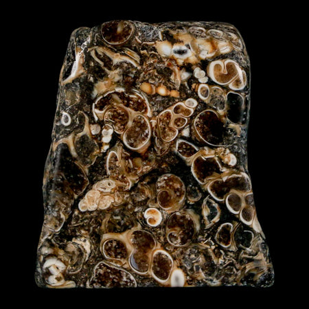 1.8" Polished Cut Slab Of Fossil Turritella Shells Eocene Age Wyoming Gastropod Shells