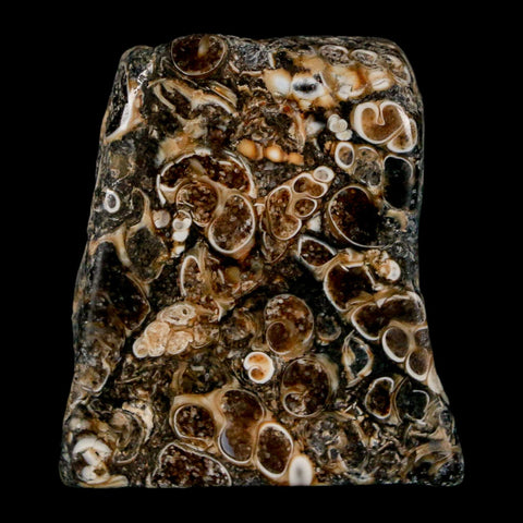 1.8" Polished Cut Slab Of Fossil Turritella Shells Eocene Age Wyoming Gastropod Shells - Fossil Age Minerals