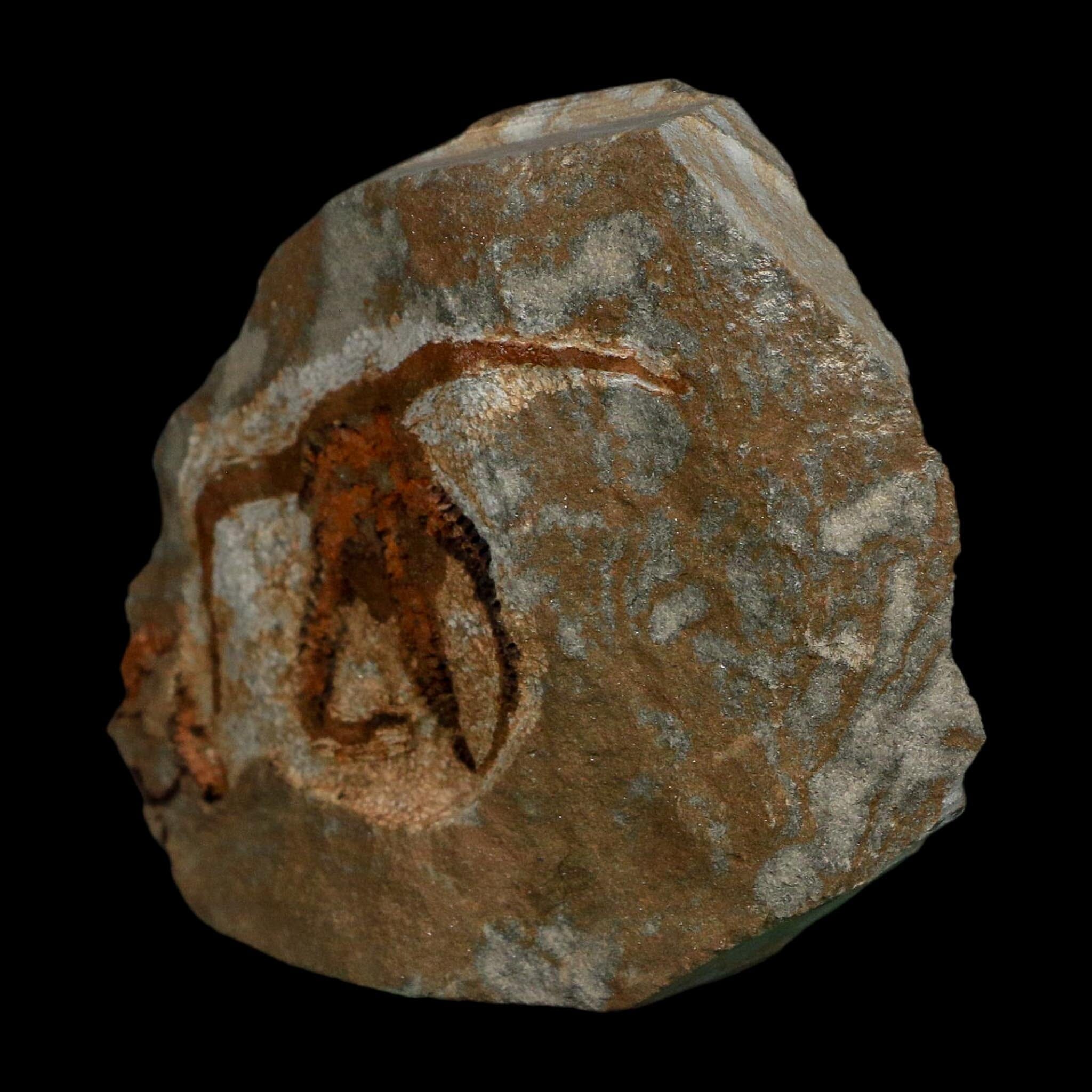2.4" Brittlestar Ophiura Sp Starfish Fossil Ordovician Age Morocco COA - Fossil Age Minerals