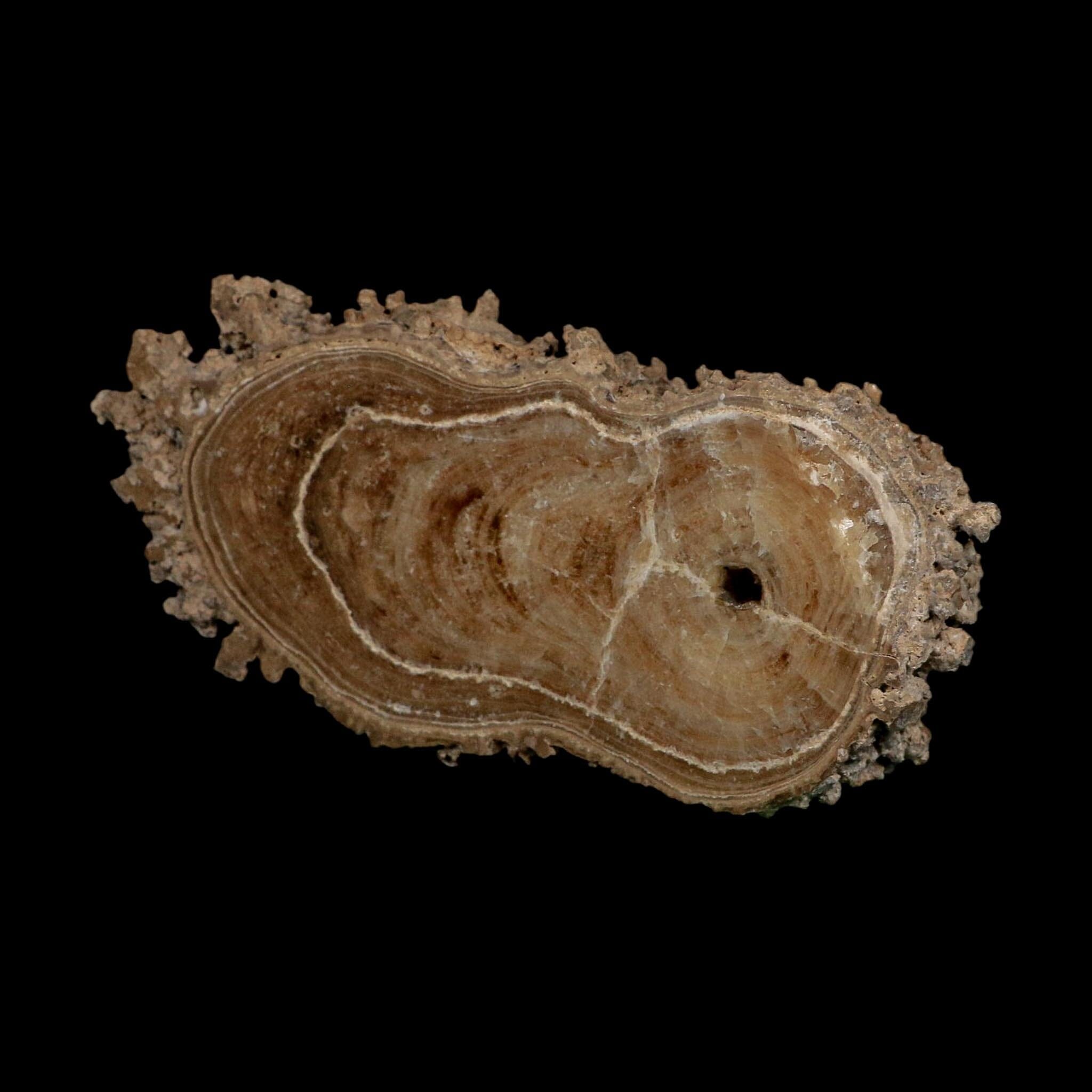4.8" Aragonite Stalactite Slice Cave Calcite Crystal Mineral Specimen Morocco