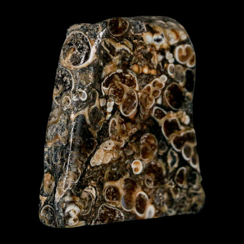 1.8" Polished Cut Slab Of Fossil Turritella Shells Eocene Age Wyoming Gastropod Shells - Fossil Age Minerals