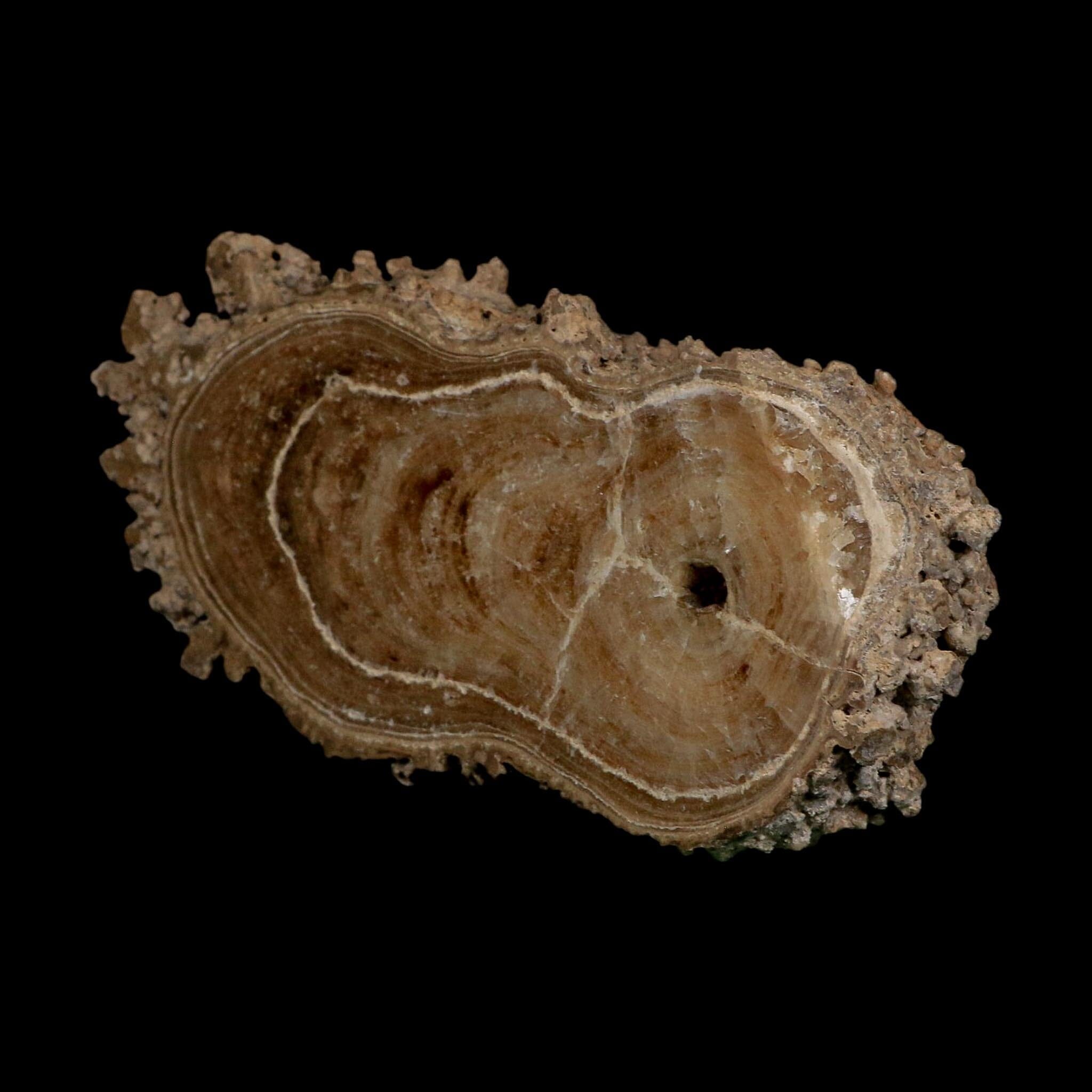 4.8" Aragonite Stalactite Slice Cave Calcite Crystal Mineral Specimen Morocco