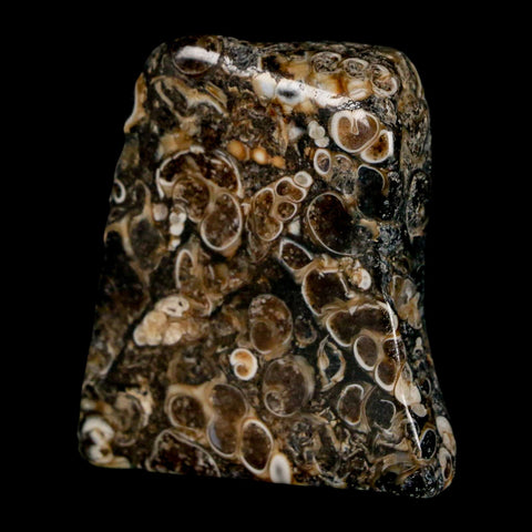 1.8" Polished Cut Slab Of Fossil Turritella Shells Eocene Age Wyoming Gastropod Shells - Fossil Age Minerals