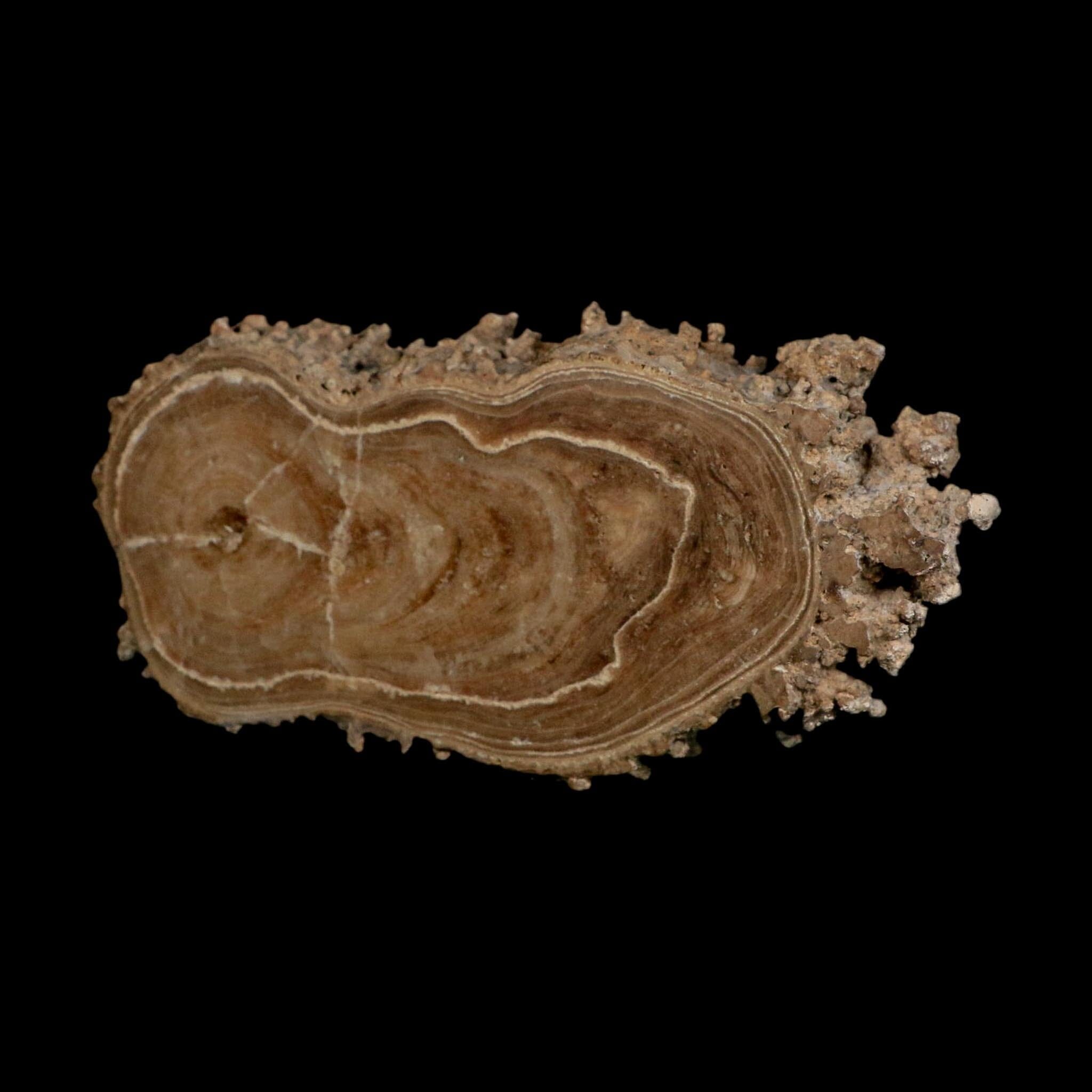 4.8" Aragonite Stalactite Slice Cave Calcite Crystal Mineral Specimen Morocco
