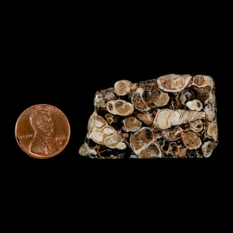 1.9" Polished Cut Slab Of Fossil Turritella Shells Eocene Age Wyoming Gastropod Shells - Fossil Age Minerals