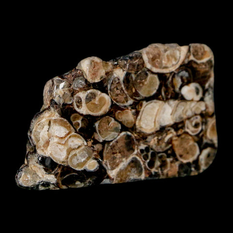 1.9" Polished Cut Slab Of Fossil Turritella Shells Eocene Age Wyoming Gastropod Shells - Fossil Age Minerals