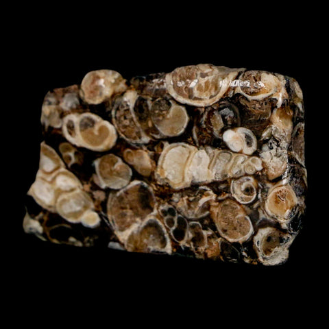1.9" Polished Cut Slab Of Fossil Turritella Shells Eocene Age Wyoming Gastropod Shells - Fossil Age Minerals