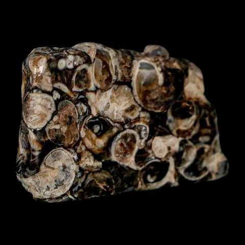 1.9" Polished Cut Slab Of Fossil Turritella Shells Eocene Age Wyoming Gastropod Shells - Fossil Age Minerals