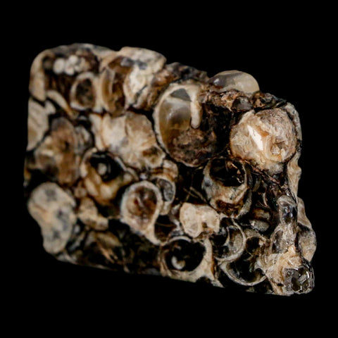 1.9" Polished Cut Slab Of Fossil Turritella Shells Eocene Age Wyoming Gastropod Shells - Fossil Age Minerals