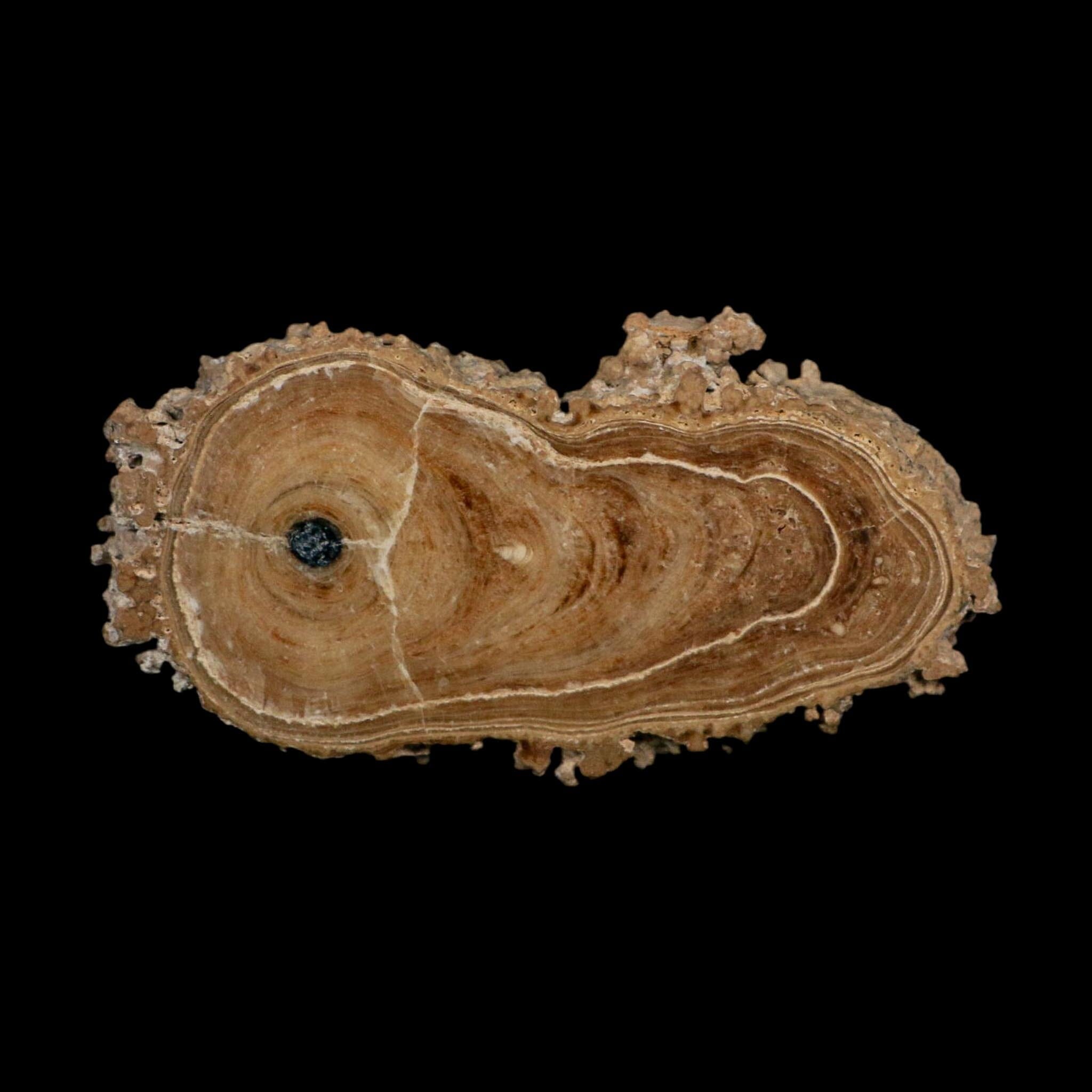 4.6" Aragonite Stalactite Slice Cave Calcite Crystal Mineral Specimen Morocco