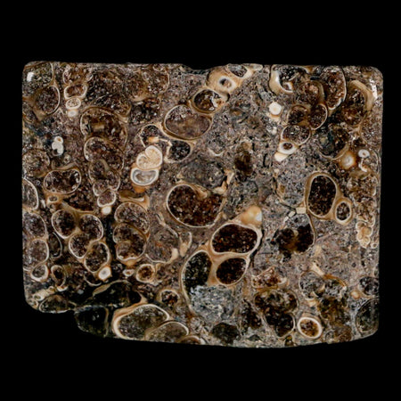 2.3" Polished Cut Slab Of Fossil Turritella Shells Eocene Age Wyoming Gastropod Shells