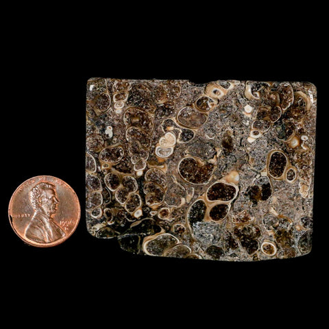 2.3" Polished Cut Slab Of Fossil Turritella Shells Eocene Age Wyoming Gastropod Shells - Fossil Age Minerals