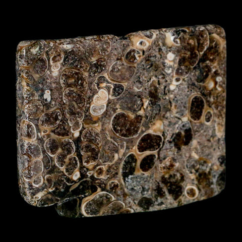 2.3" Polished Cut Slab Of Fossil Turritella Shells Eocene Age Wyoming Gastropod Shells - Fossil Age Minerals