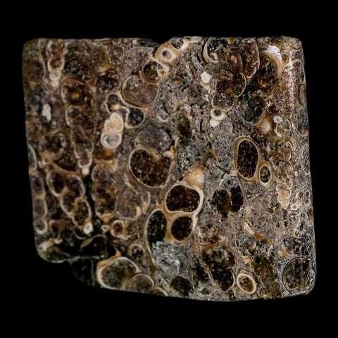 2.3" Polished Cut Slab Of Fossil Turritella Shells Eocene Age Wyoming Gastropod Shells - Fossil Age Minerals