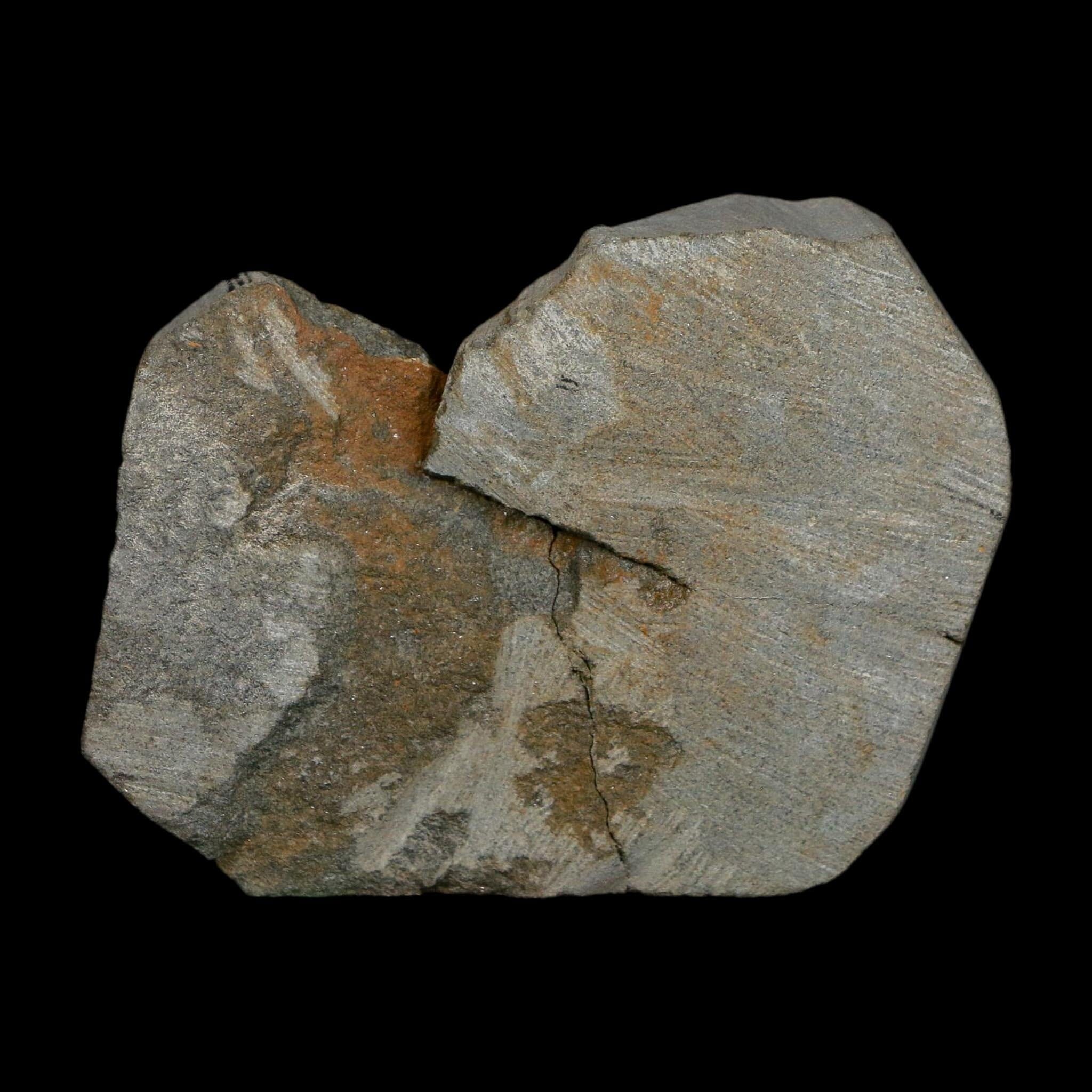 1.7" Brittlestar Ophiura Sp Starfish Fossil Ordovician Age Morocco COA - Fossil Age Minerals