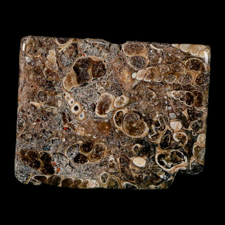 2.3" Polished Cut Slab Of Fossil Turritella Shells Eocene Age Wyoming Gastropod Shells