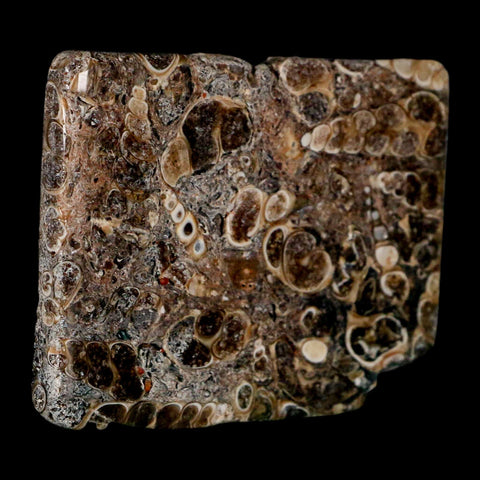 2.3" Polished Cut Slab Of Fossil Turritella Shells Eocene Age Wyoming Gastropod Shells - Fossil Age Minerals