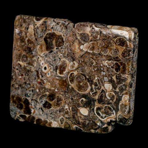 2.3" Polished Cut Slab Of Fossil Turritella Shells Eocene Age Wyoming Gastropod Shells - Fossil Age Minerals