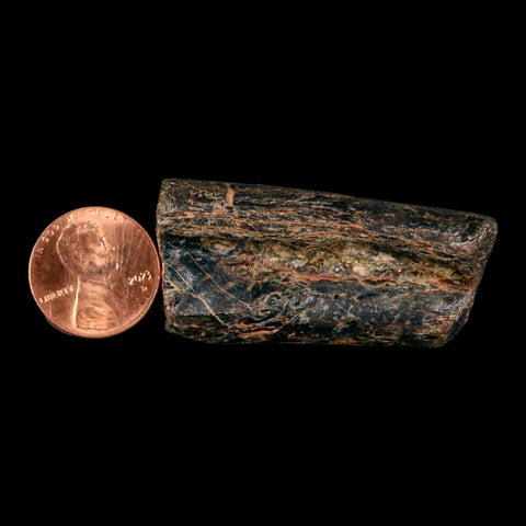 1.9" Mosasaur Fossil Rib Section Cretaceous Dinosaur Era Texas Ozan FM COA - Fossil Age Minerals