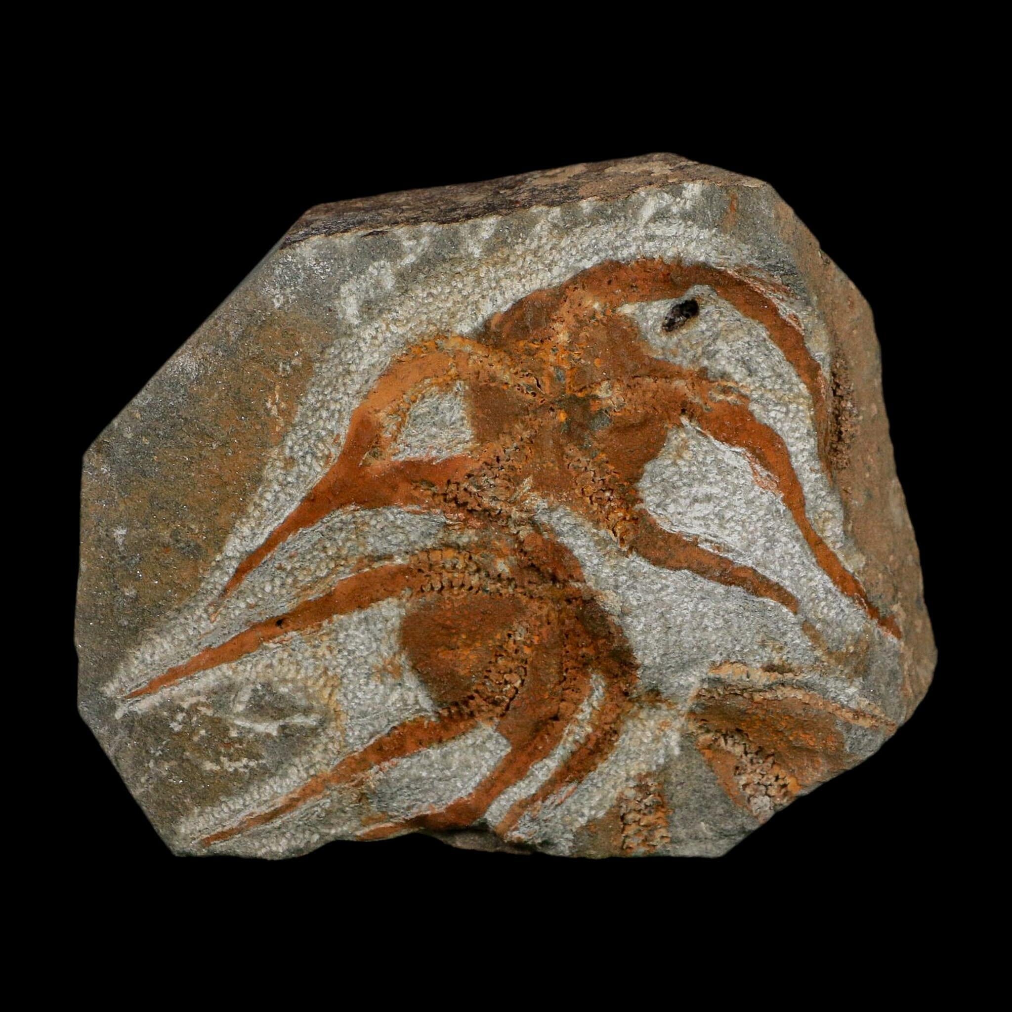 2 Two Brittlestar Ophiura Sp Starfish Fossil Ordovician Age Morocco COA - Fossil Age Minerals