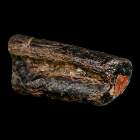 1.9" Mosasaur Fossil Rib Section Cretaceous Dinosaur Era Texas Ozan FM COA - Fossil Age Minerals