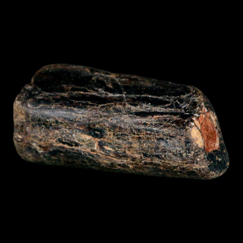 1.9" Mosasaur Fossil Rib Section Cretaceous Dinosaur Era Texas Ozan FM COA - Fossil Age Minerals