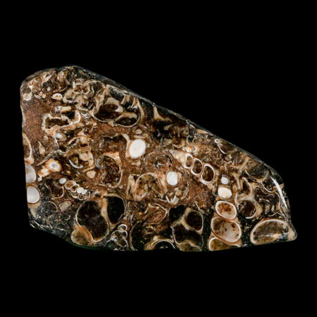 2.1" Polished Cut Slab Of Fossil Turritella Shells Eocene Age Wyoming Gastropod Shells