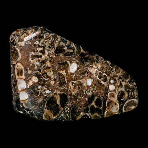 2.1" Polished Cut Slab Of Fossil Turritella Shells Eocene Age Wyoming Gastropod Shells - Fossil Age Minerals