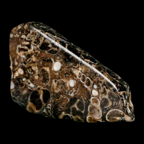 2.1" Polished Cut Slab Of Fossil Turritella Shells Eocene Age Wyoming Gastropod Shells - Fossil Age Minerals