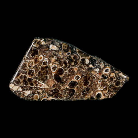 2.1" Polished Cut Slab Of Fossil Turritella Shells Eocene Age Wyoming Gastropod Shells - Fossil Age Minerals