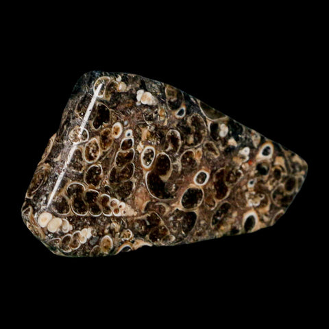 2.1" Polished Cut Slab Of Fossil Turritella Shells Eocene Age Wyoming Gastropod Shells - Fossil Age Minerals