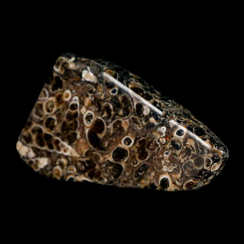 2.1" Polished Cut Slab Of Fossil Turritella Shells Eocene Age Wyoming Gastropod Shells - Fossil Age Minerals