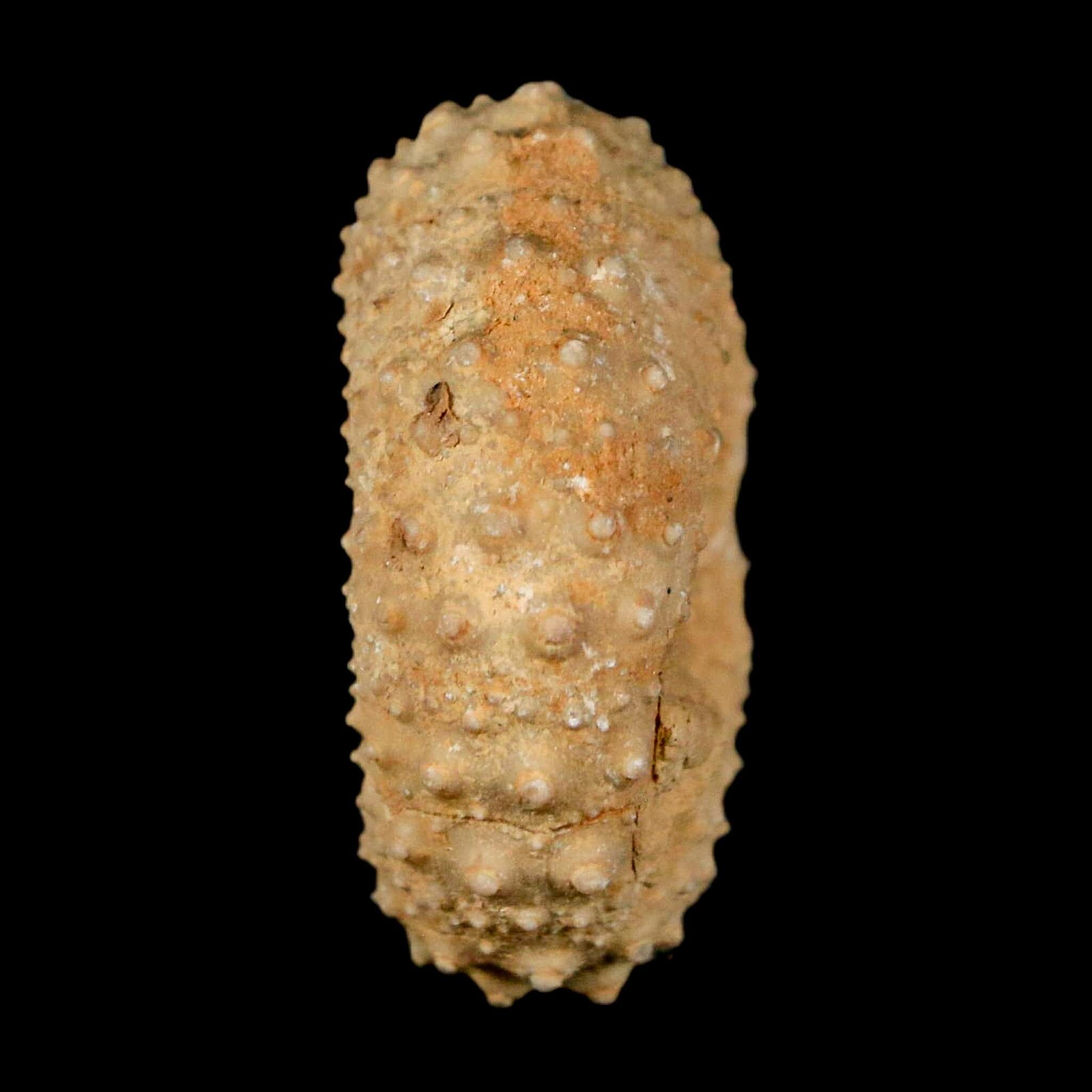 34MM Detailed Fossil Tetragramma Marticense Sea Urchin Echinoid Cretaceous - Fossil Age Minerals