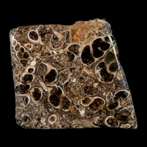 1.8" Polished Cut Slab Of Fossil Turritella Shells Eocene Age Wyoming Gastropod Shells - Fossil Age Minerals