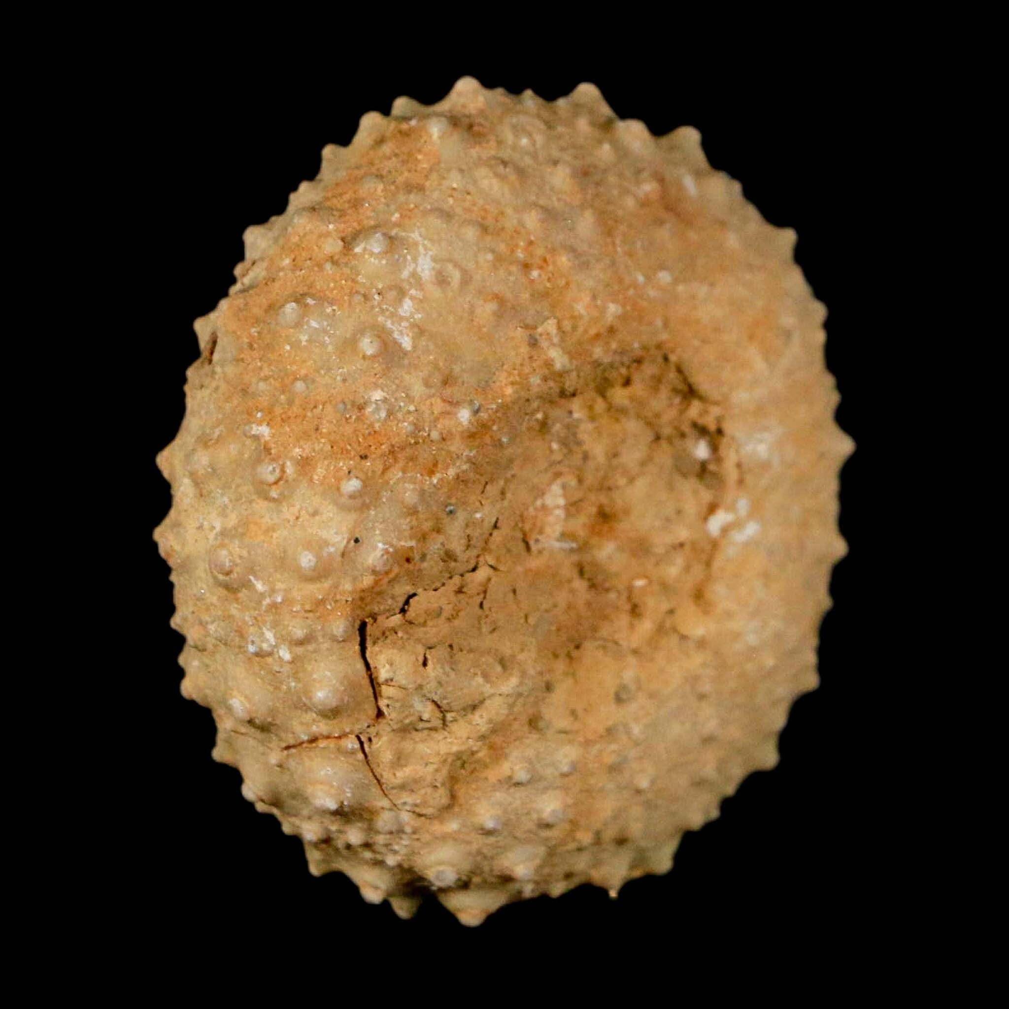 34MM Detailed Fossil Tetragramma Marticense Sea Urchin Echinoid Cretaceous - Fossil Age Minerals