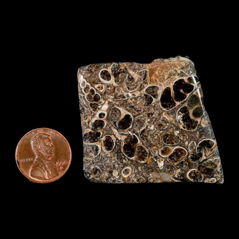 1.8" Polished Cut Slab Of Fossil Turritella Shells Eocene Age Wyoming Gastropod Shells - Fossil Age Minerals