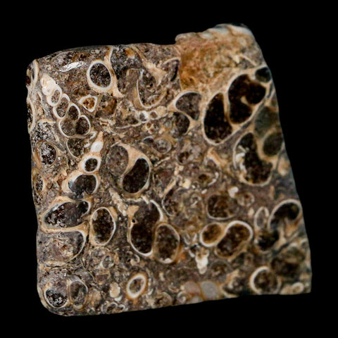 1.8" Polished Cut Slab Of Fossil Turritella Shells Eocene Age Wyoming Gastropod Shells - Fossil Age Minerals