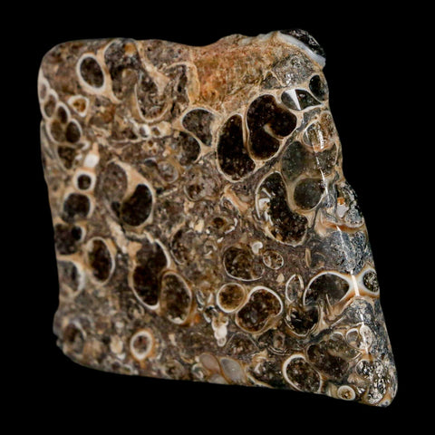 1.8" Polished Cut Slab Of Fossil Turritella Shells Eocene Age Wyoming Gastropod Shells - Fossil Age Minerals