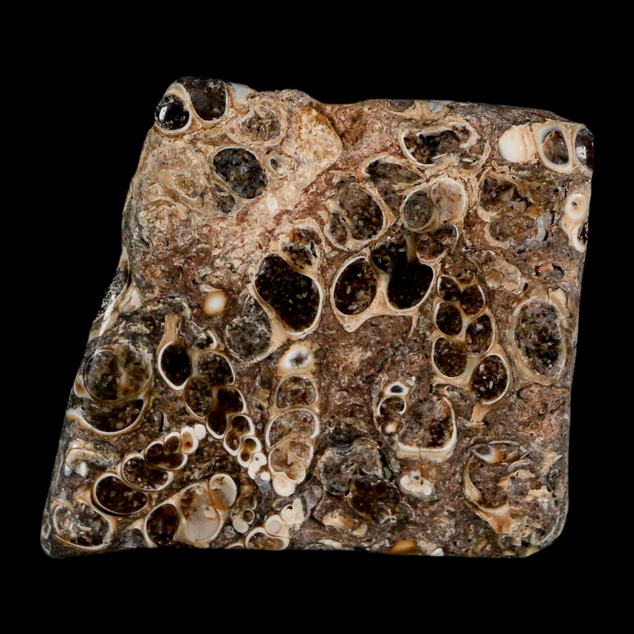 1.8" Polished Cut Slab Of Fossil Turritella Shells Eocene Age Wyoming Gastropod Shells - Fossil Age Minerals