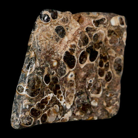 1.8" Polished Cut Slab Of Fossil Turritella Shells Eocene Age Wyoming Gastropod Shells - Fossil Age Minerals