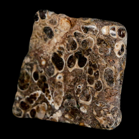 1.8" Polished Cut Slab Of Fossil Turritella Shells Eocene Age Wyoming Gastropod Shells - Fossil Age Minerals