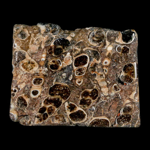 2.1" Polished Cut Slab Of Fossil Turritella Shells Eocene Age Wyoming Gastropod Shells - Fossil Age Minerals
