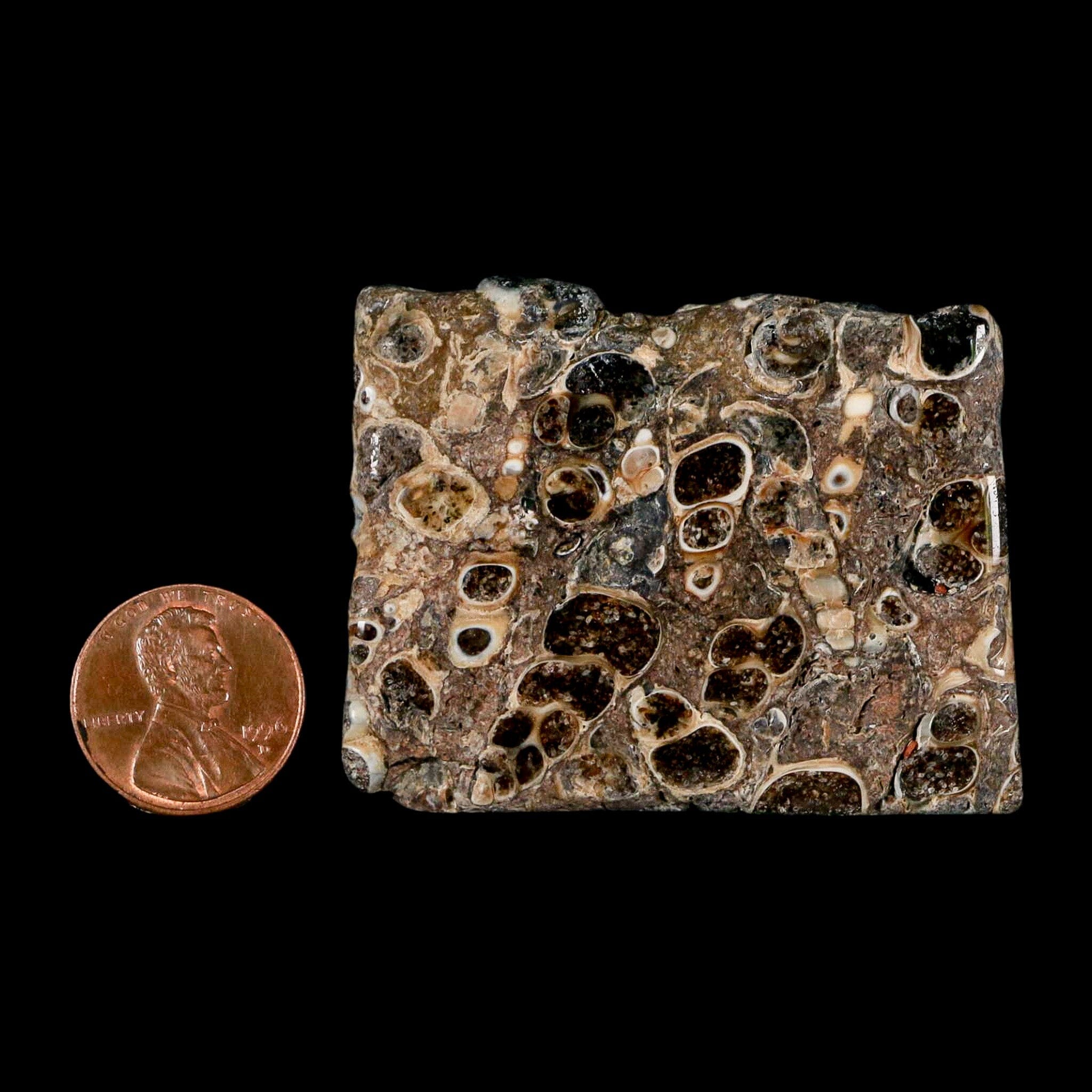 2.1" Polished Cut Slab Of Fossil Turritella Shells Eocene Age Wyoming Gastropod Shells - Fossil Age Minerals